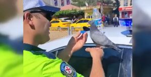 Susuzluktan bitkin düşen güvercine polis su içirdi