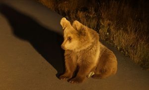 Yol kenarında üzgün ve bitkin halde bulunan yavru ayı tedavi edildi