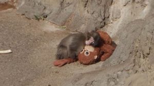 Annesi tarafından sevilmeyen yavru maymun, peluş oyuncağı annesi zannediyor